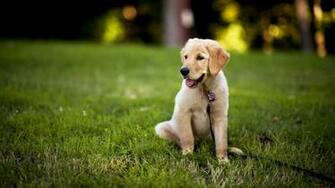 Chocolate Labrador Puppies Wallpaper