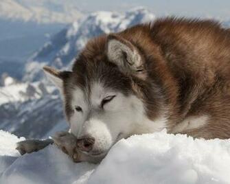 Alaskan Malamute Wallpaper