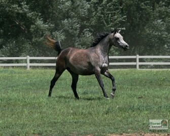Arabian Horse Wallpaper