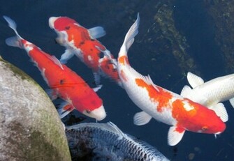 Autumn Koi Iv Wallpaper Papel De Parede