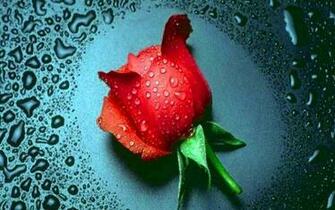 Rose Live Wallpaper Screenshot