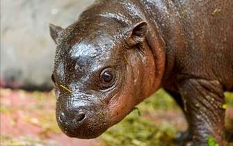 The Cute Hippo Baby Wallpaper