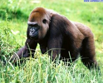 Wallpaper Pets Gorilla