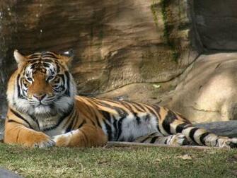 Cat Wallpaper Big Cats