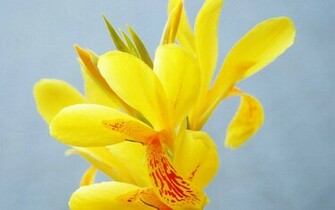 Yellow Flowers Cool Wallpaper Was Posted