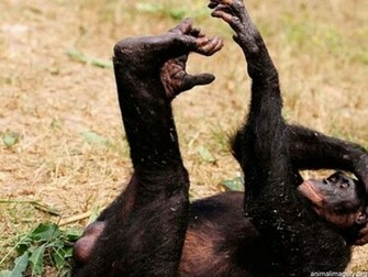 Best Funny Monkeys Wallpaper Wallpaper55