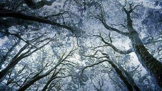 Myrtle Forest In Winter West Coast Tasmania Australia Ted Mead