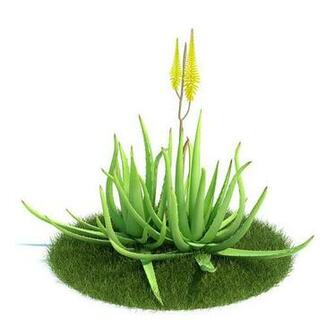 Wallpaper Health Benefits Of Aloe Vera