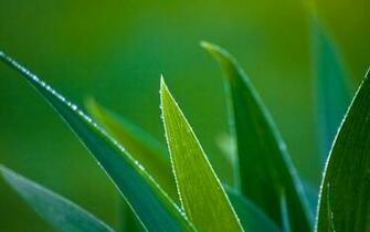 Leaf With Water Drops HD Wallpaper Flowers Plants