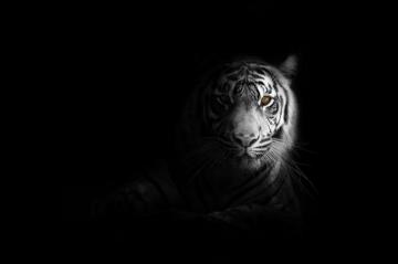 Wallpaper 4k Big Cat Tiger
