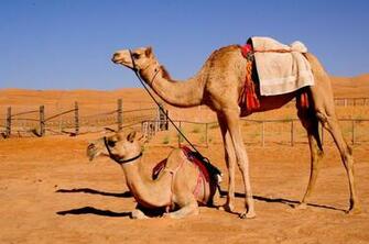 Camel Animals Photos Image Pictures Full HD Wallpaper