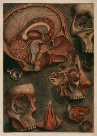 Anatomy Human Wallpaper