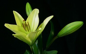 Green Flower Background HD Desktop Wallpaper