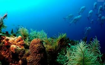 Underwater Fish Desktop Background HD Chillcover
