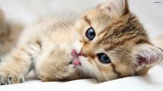 Youwall Cottony Cat Wallpaper