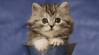 Cat Cats Picture