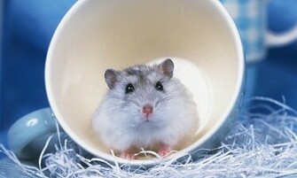 Ingrandisci La Schermata Di Funny Hamster Wallpaper Per Android