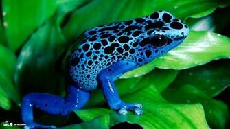 Amphibians Wallpaper X Net