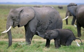 Elephant Wallpaper Desktop