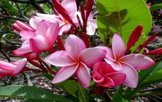 Beautiful Flowers Wallpaper For Timeline Photography