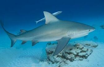 Bull Shark Pictures