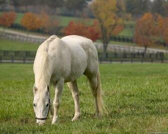 Autumn Walk Of A Horse Animals Horses Wallpaper