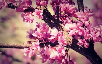 With Pink Fuschia Flowers HD Wallpaper The Database