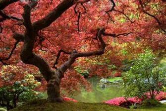 Dollhouse Miniature Japanese Maple Mural