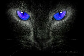 Beautiful Wallpaper Cats