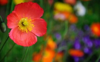 Pictures Varieties Poppy High Quality Desktop Wallpaper