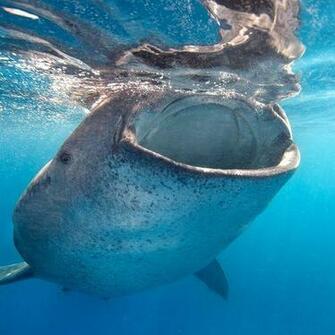Huge Jaws Picture For iPhone Blackberry iPad Whalee With