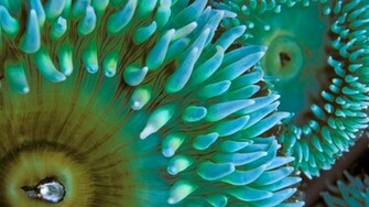 Ocean Life Wallpaper HD Background