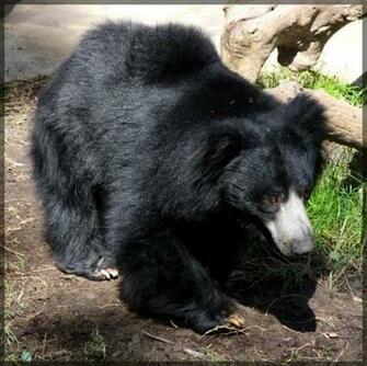 Sloth Bear Desktop Background AnimalplanetHD