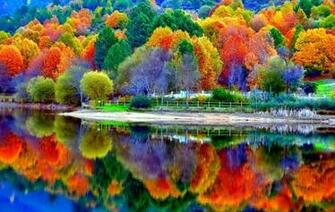 Color Forest HD Wallpaper Desktop Background