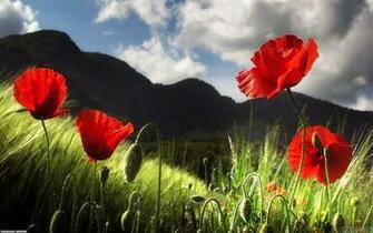 Poppy Flowers Wallpaper Open Walls