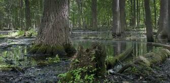Home Stream Wetlands Foundation