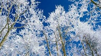 Winter Trees High Definition Wallpaper HD Nature