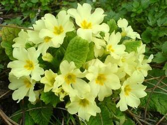 Primrose Wallpaper X Net
