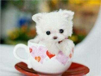 Pictures88 Cute Puppy With Colourfull Cup