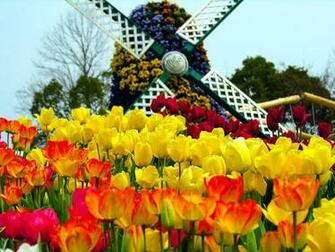 Tulips Screensaver Screensavers