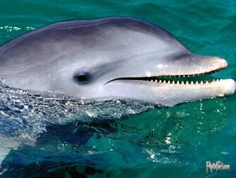 Dolphin Wallpaper