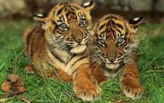 Baby Tigers Wallpaper Which Is Under The Tiger