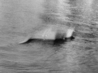 Loch Ness Monster Sightings Image Animals HD Wallpaper