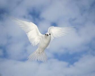 Most Amazing Animals Wallpaper Worlds