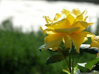 Yellow Roses Wallpaper Keywords Here