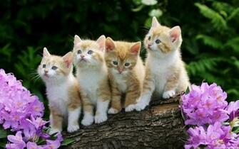 Cute Kitten Desktop Wallpaper