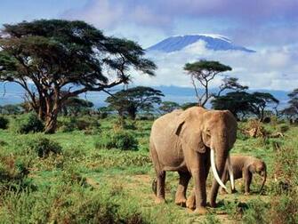 Elephant HD Wallpaper Desktop