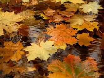 Wallpaper Windows Autumn Desktop Background