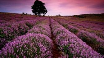 Lavender Desktop Background Wallpaper High Definition