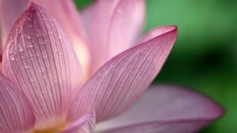 Cool Pink Flower Background Wallpaper